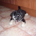 Fido Duhový kamínek